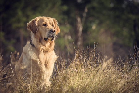 拉布拉多犬在户外