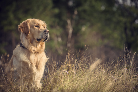 拉布拉多犬在户外