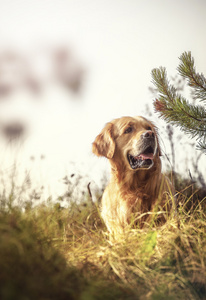 拉布拉多犬在户外