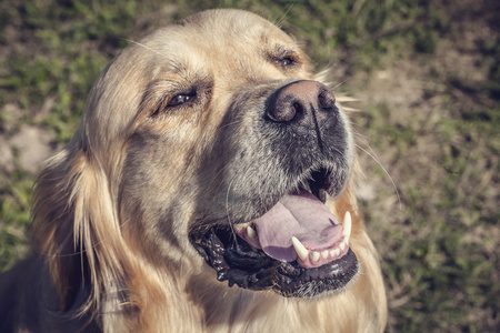 拉布拉多犬在户外