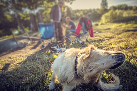 拉布拉多犬在户外