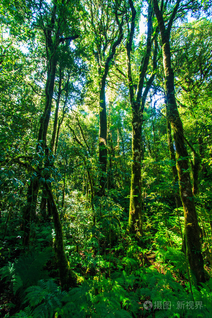 在原始森林中的大树