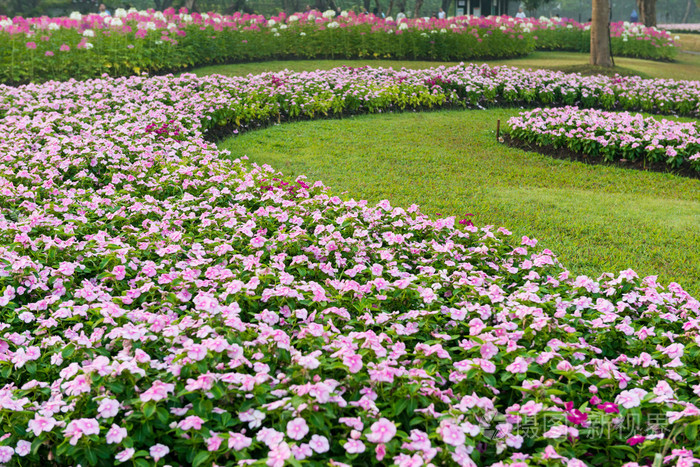 粉红色的矮牵牛花园