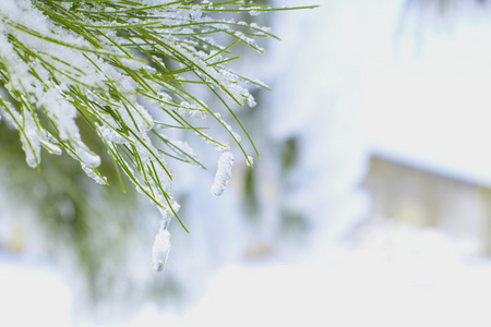 与雪圣诞的分支