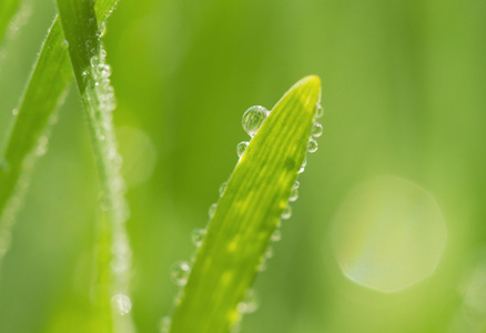 绿草与水下降，自然背景