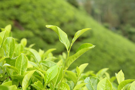 越来越多的茶树叶特写