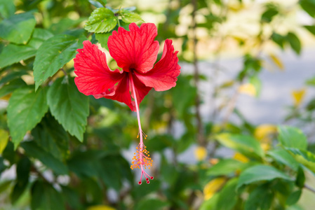 特写芙蓉花