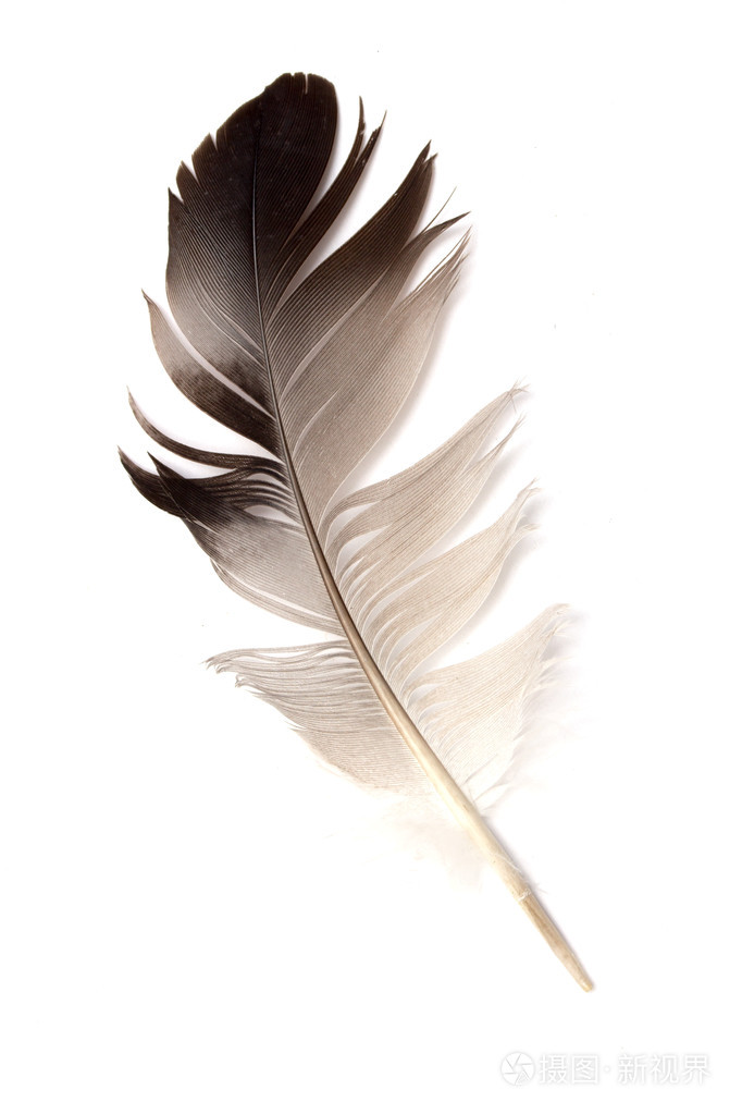 在白色背景上的一只鸟的羽毛