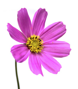 紫色的波斯菊