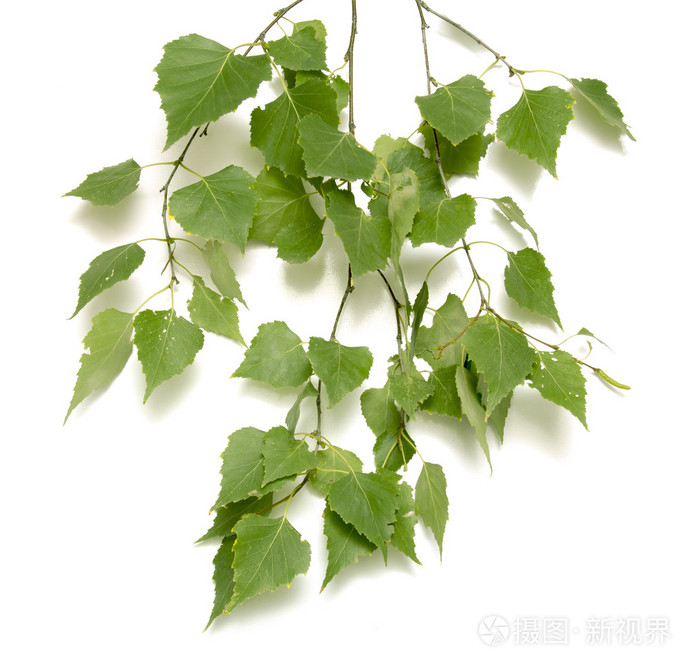 秋天的白桦树叶