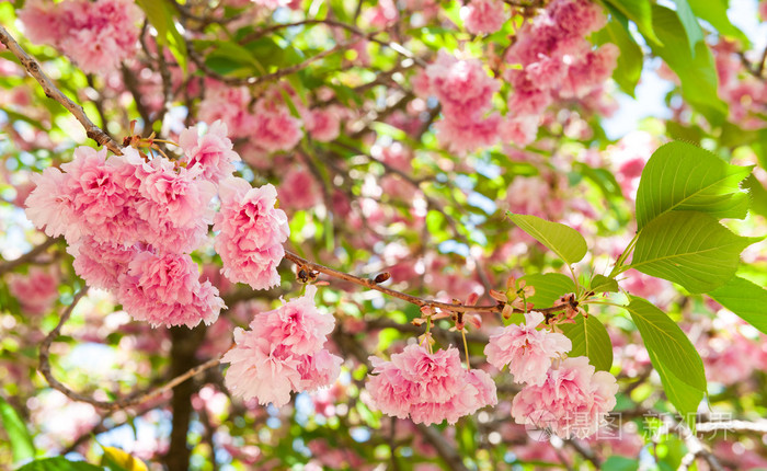 树上的花樱花在春天的樱花