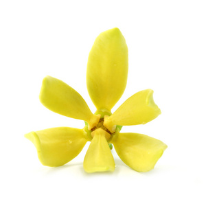 bhandari 在白色背景上的黄色的花