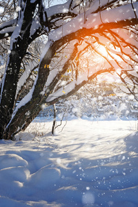 冰雪覆盖的树，在日落时