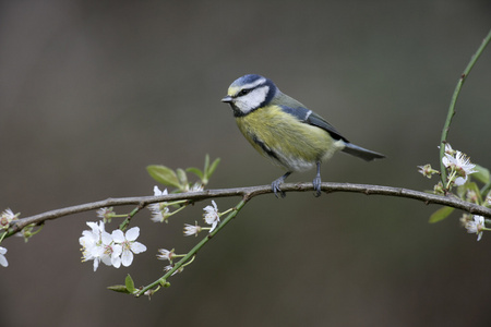 蓝雀，parus 鸢