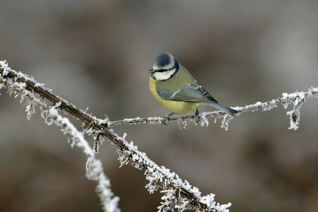 蓝雀，parus 鸢