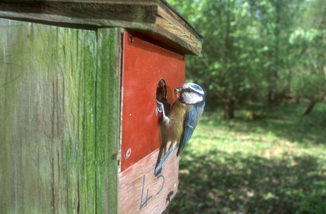 蓝雀，parus 鸢