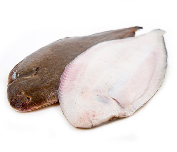 关于比目鱼图片