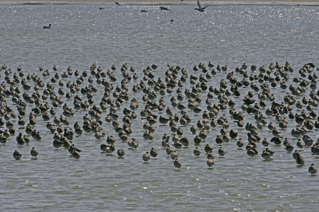 黑尾 godwit，利莫萨瑞斯利莫萨瑞斯