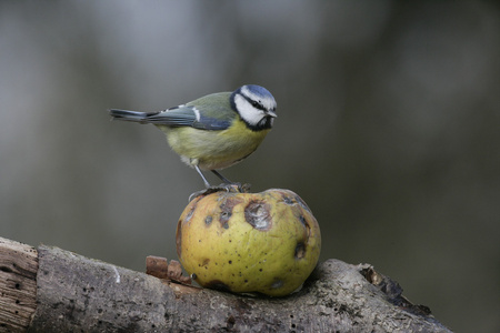 蓝雀，parus 鸢