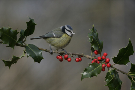 蓝雀，parus 鸢