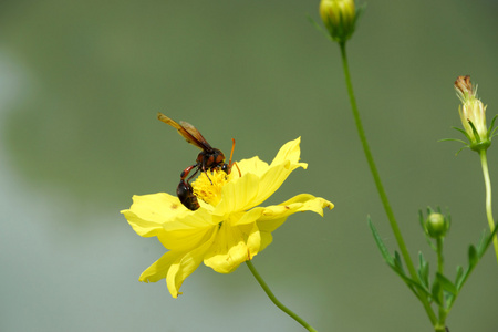 昆虫黄蜂和黄波斯菊