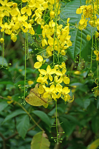 金色花洒决明瘘