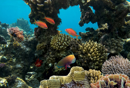 珊瑚和鱼类中红 sea.egypt