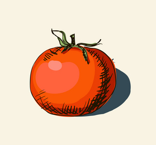 矢量水彩手绘复古插画的番茄