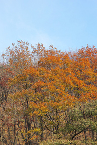 银杏叶改变颜色韩国的秋天里