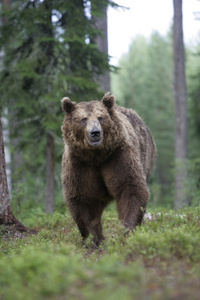 欧洲棕色的熊，熊山
