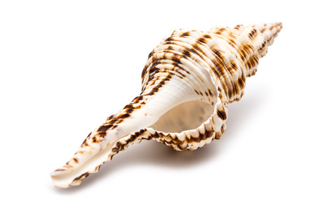 白海贝壳
