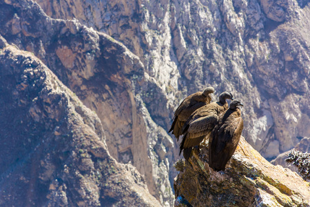 三个秃鹫在科尔卡大峡谷