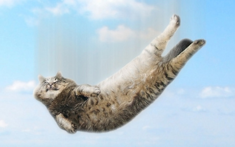 滑稽高空坠落的猫图片