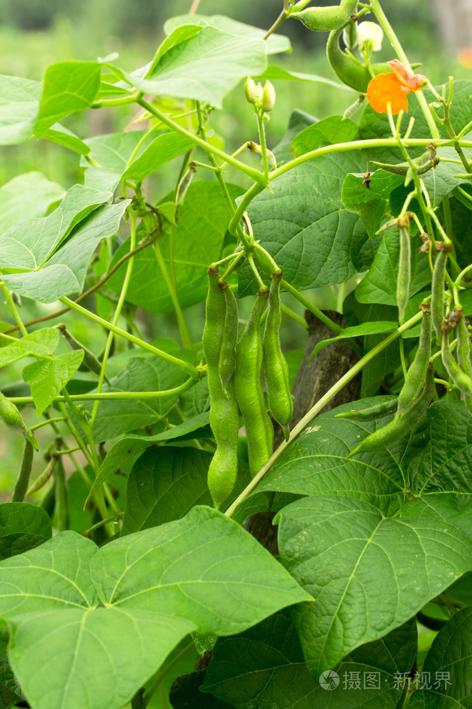 新鲜的豆科植物