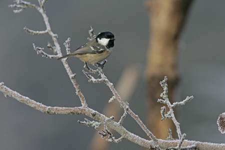 煤山雀，parus 亚特