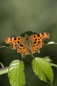 逗号只蝴蝶，polygonia c专辑