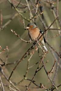 燕雀，fringilla coelebs