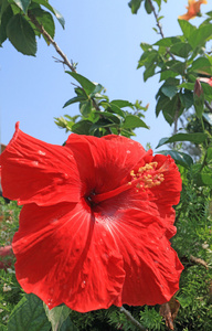 大自然中的芙蓉花红色花朵