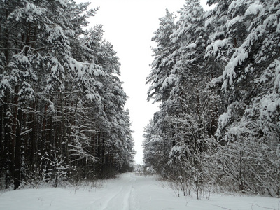 冬季景观松林雪下