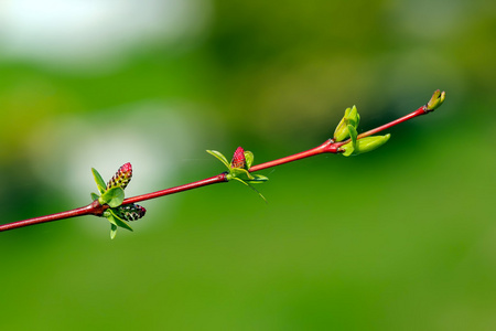 桂枝与芽