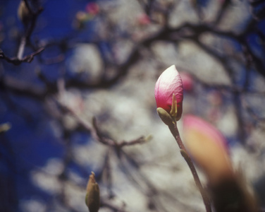 木兰芽