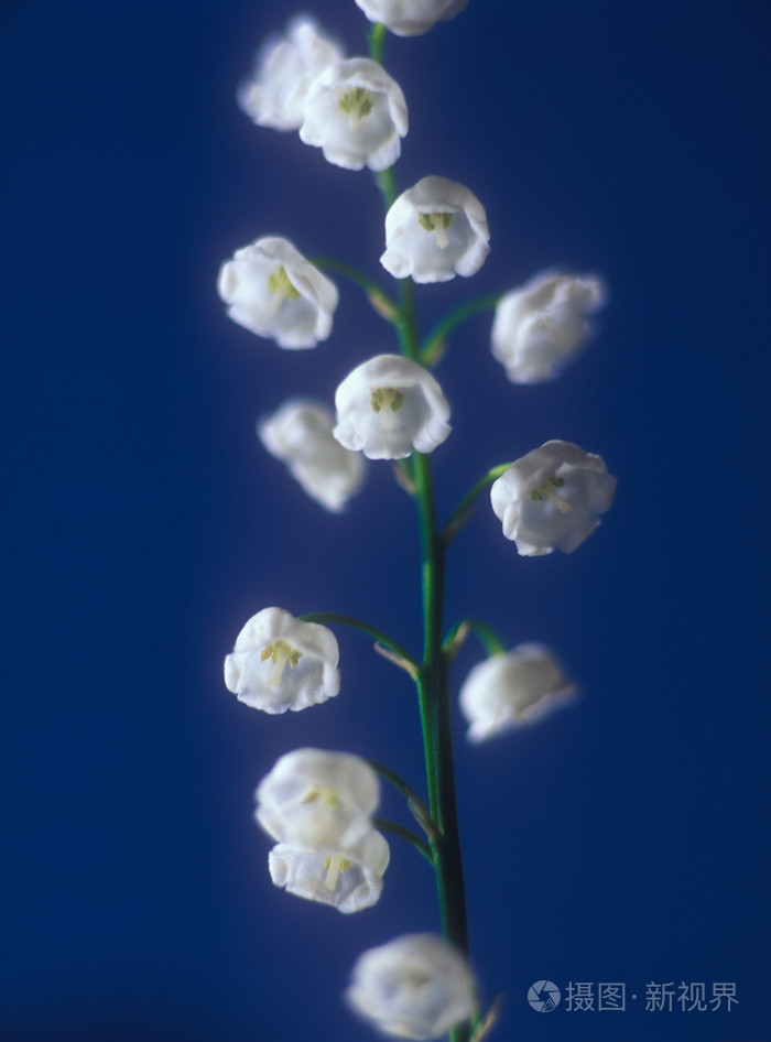 春天是谷中的百合花照片 正版商用图片1e7j6y 摄图新视界 春天是谷中的百合花照片 正版商用图片1e7j6y 摄图新视界