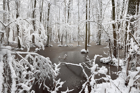 雪在沼泽和森林在拉脱维亚