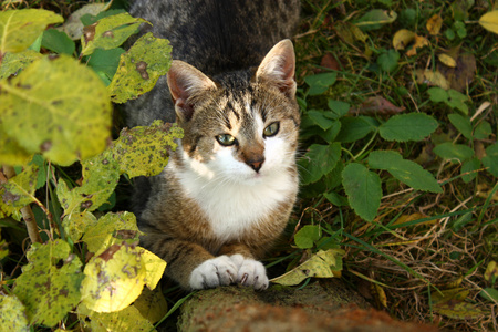 花园里的猫