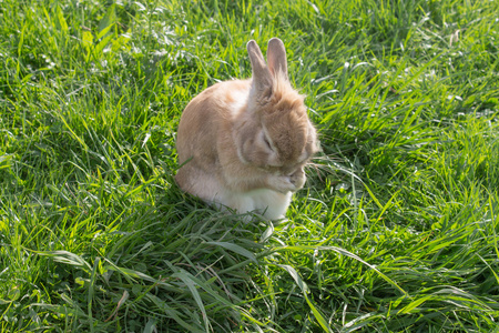 清洁自己的可爱的小兔子图片