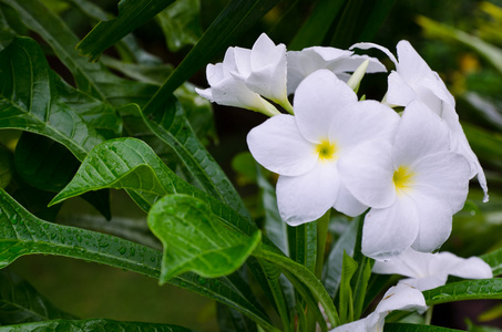 白花花卉