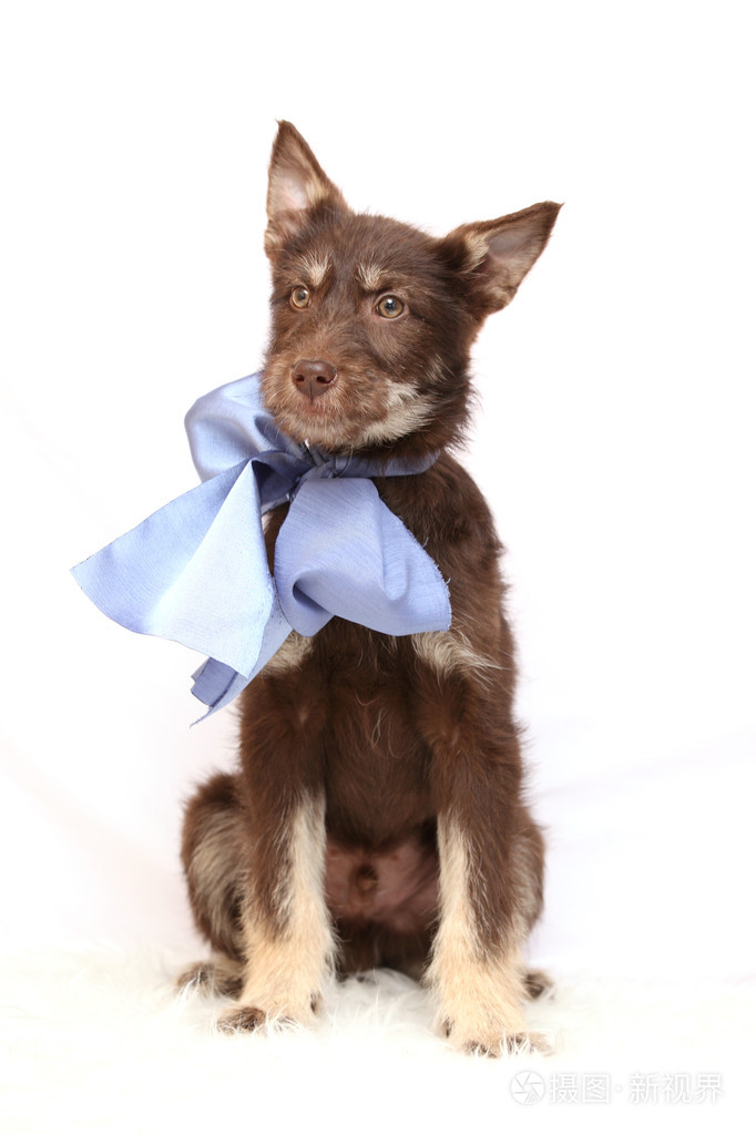 红桃蝴蝶结的小狗