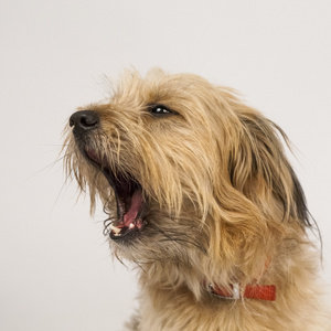 汪汪没想到图片