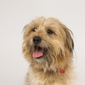 汪汪叫蓬松的狗汪汪叫照片