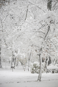 下雪在公园里的景观